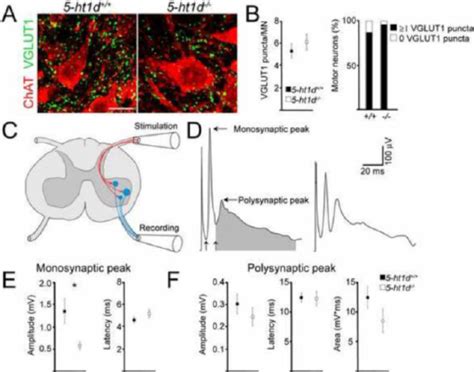 5 Ht1d − − Mice Show Reduced Amplitude Of Monosynaptic Sensorimotor