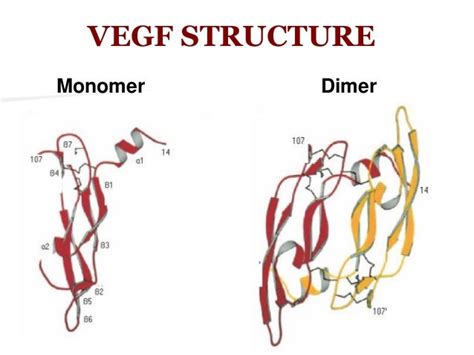 Study Of Vascular Endothelial Growth Factor Vegf And Bcl 2 Protein