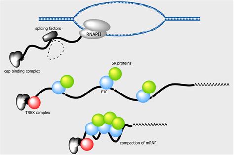 Genes Free Full Text Nuclear Export Of Messenger Rna