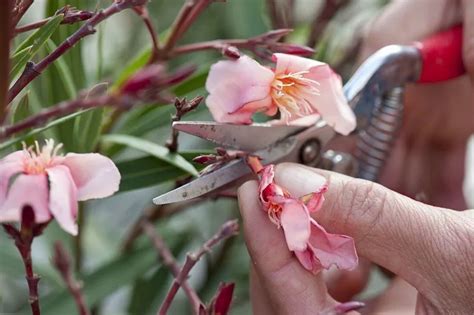 Comment tailler laurier rose après floraison pour faire fleurir cette