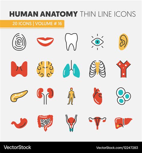 Human Body Parts Icon