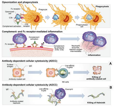 Core Functions Of Antibodies