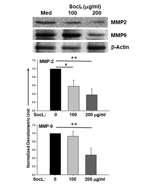 Modulation Of Migration Metastasis Regulating Proteins By SocL In NSCLC