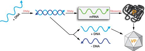 Viral Genomes