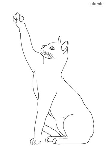 Cat Paw Coloring Page Coloring Pages