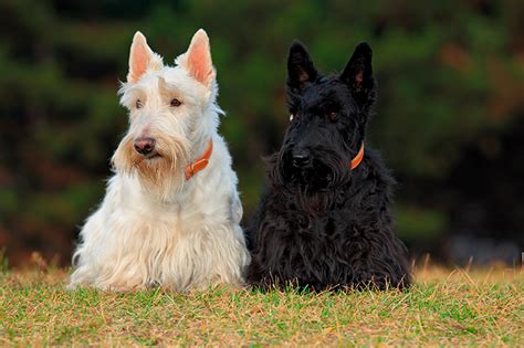 El Terrier Escoc S Car Cter Cuidados Y Consejos