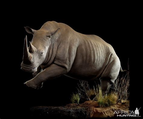 White Rhino Full Mount Taxidermy