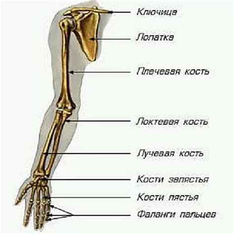 Строение руки человека названия фото