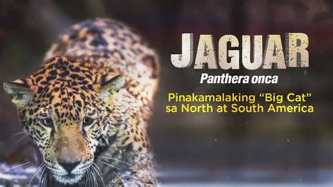 Kilalanin Natin Ang Isa Sa Species Ng Wildcats Na Nanganganib Ang