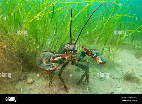 American Lobster Homarus Americana In Eelgrass Zostera Marina Nova Scotia Canada July