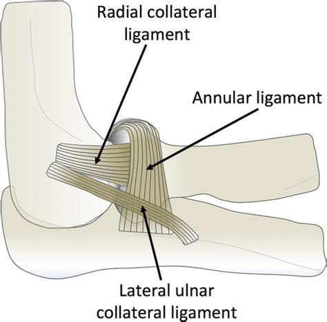 Ulnar Collateral Ligament Cadaver