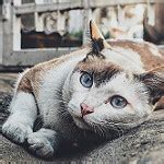 Im Genes De Gatos Top Fotos De Gatetes En Hd Y Libres De Uso En