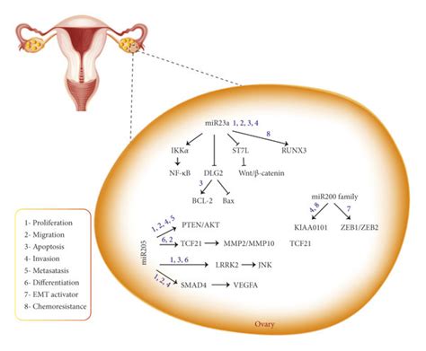 This Schematic Figure Represents The Main Mirnas And Gene Targets