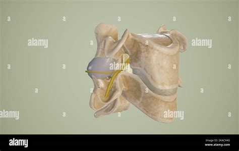 Medical Illustration of Intervertebral Foramina with emerging spinal ...