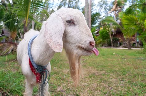 A Goat With Its Tongue Hanging Out High Quality Animal Stock Photos