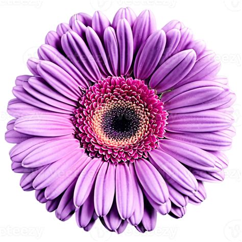 Close Up Macro Photo Of Pink Gerbera Flower Transparent Isolated