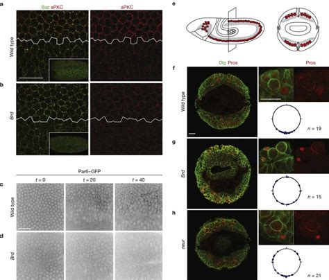 Brd Genes Are Required For The Stabilization Of The Apical