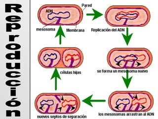 Las Bacterias PPT