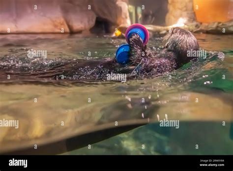 Nutria nadando en el agua fotografías e imágenes de alta resolución Alamy