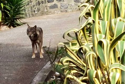 Avvistato lupo nella via principale di Levanto A rischio l incolumità