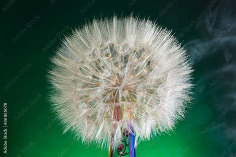 Foto Stock Soffione gigante fotografato in studio. Fumo e luce verde di ...