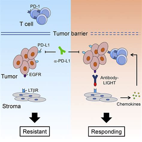 Facilitating T Cell Infiltration In Tumor Microenvironment Overcomes