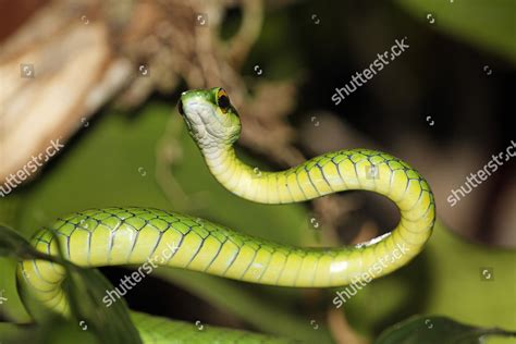 Satiny Parrot Snake Leptophis Depressirostris Costa Editorial Stock