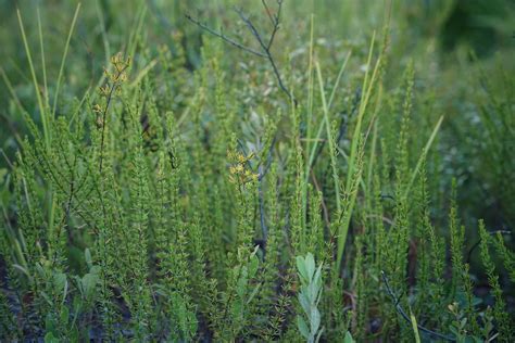 Atlantic St Johns Wort Florida Wildflower Foundation