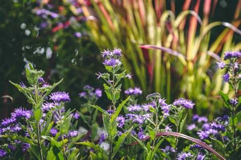 Assorted Perennials