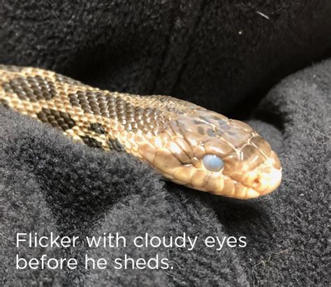 Fox Snake Knoch Knolls Nature Center