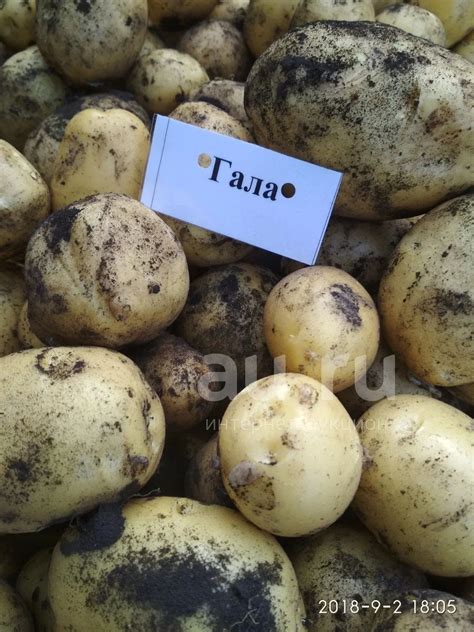 Картофель сорта "Гала" — купить в Красноярске. Картофель на интернет ...