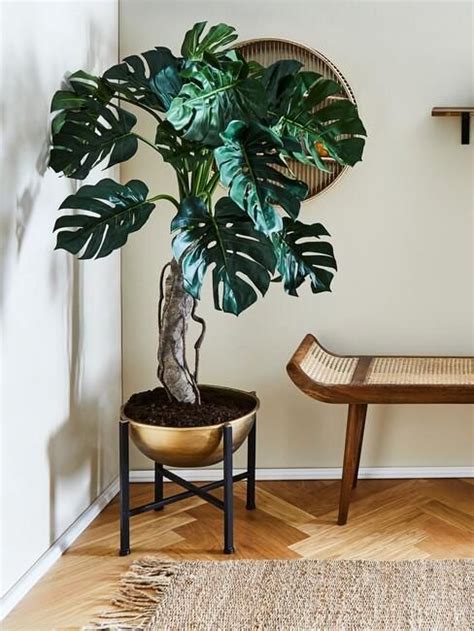 Monstera Deliciosa Wskaz Wek Jak O Ni Dba Westwing