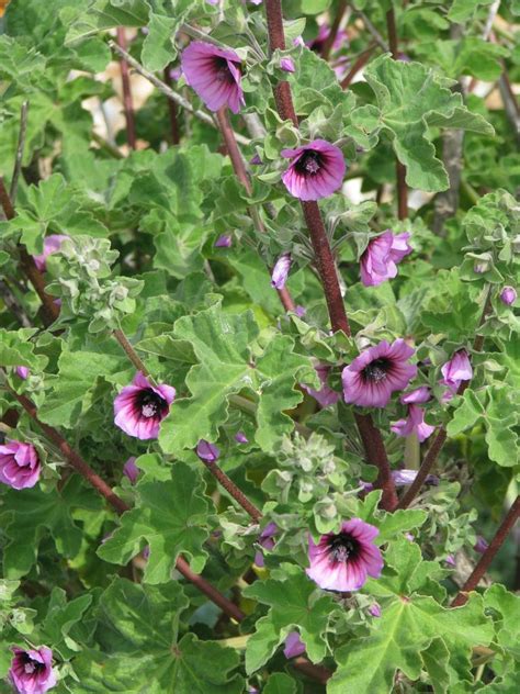 Malva arbórea Lavatera arborea como plantar