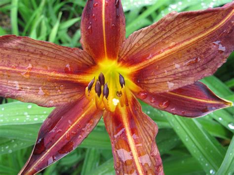 Hemerocallis Black Magic Daylily Black Magic Herbaceous Perennialrhs