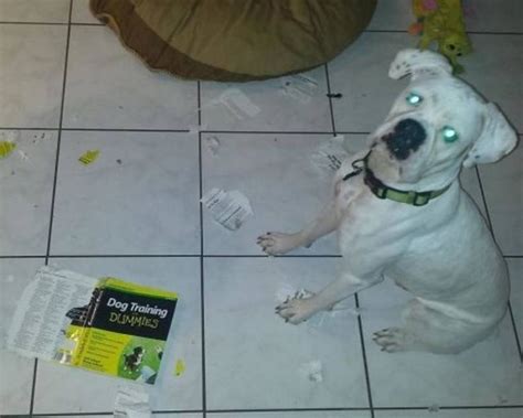 Animals Are Chaos (20 pics)