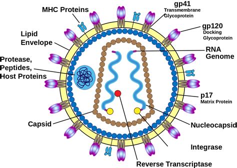 Download Hd Human Immunodeficiency Virus Structure Hiv Virus