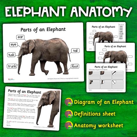 Elephant Anatomy Parts Elephants Parts of an Elephant Diagram Elephant ...
