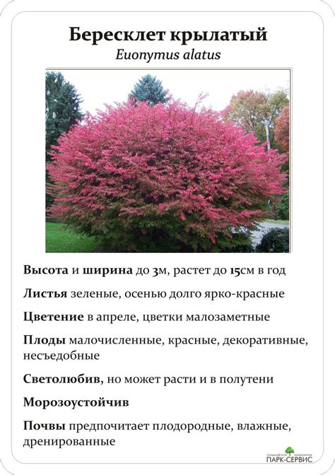 Лиственные