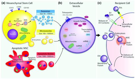 Mesenchymal Stem Cell Msc Extracellular Vesicle Ev Formation And