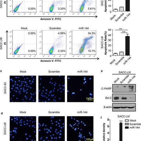 MiR 144 3p Induces Apoptosis Of SACCs A The Representative Flow Chart