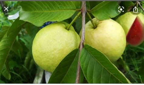 Red Guava Seeds Thai Big Pink Guava Seeds Thai Guava Etsy