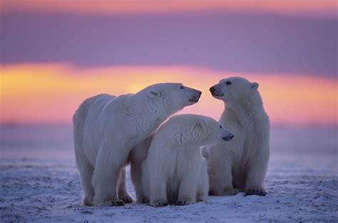 Polar Bear Family Wallpapers - Wallpaper Cave