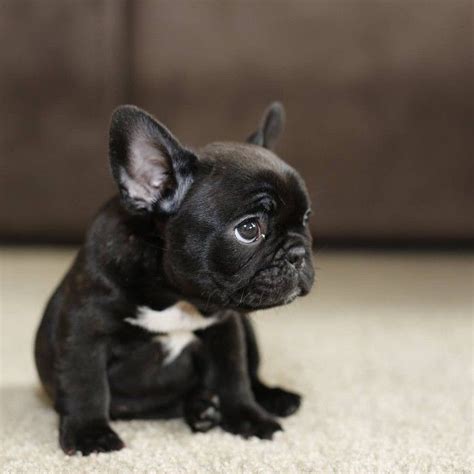 Baby French Bulldog Puppies Black - Pets Lovers