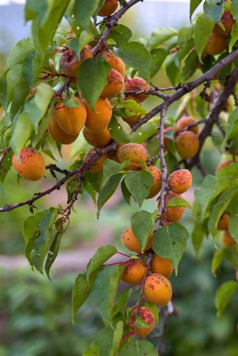 How To Grow And Care For Apricot Trees Gardeners Path