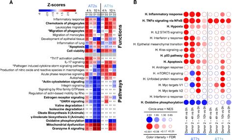 Frontiers Cell Type And Time Dependent Biological Responses In Ex