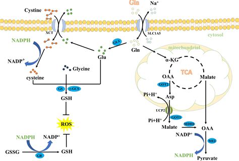 Frontiers Glutamine Metabolism In Cancers Targeting The Oxidative Homeostasis