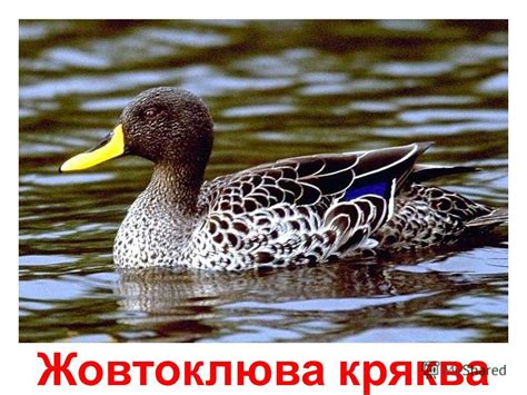 Презентация на тему: "качки Кряква Мандаринка Каролінська качка ...