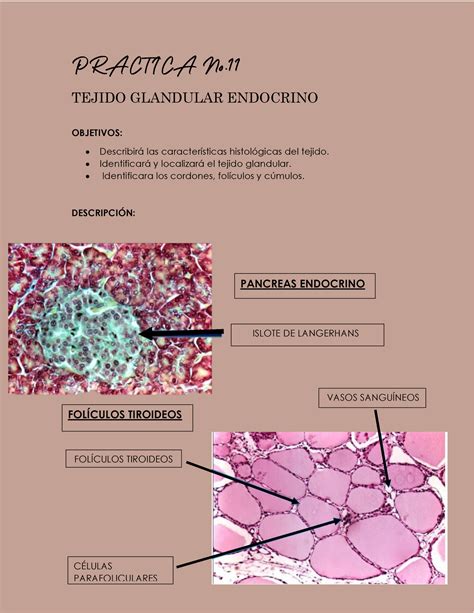 Practica 11 Tejido Glandular Endocrino Tejido Glandular Endocrino