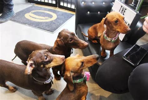 A Pop Up Dachshund Cafe Is Coming To Nottingham And Heres How To