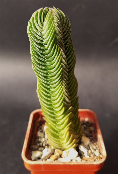 Crassula ‘Buddha’s Temple’ — Cactus-shop